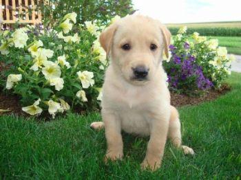 Puppies in PA
